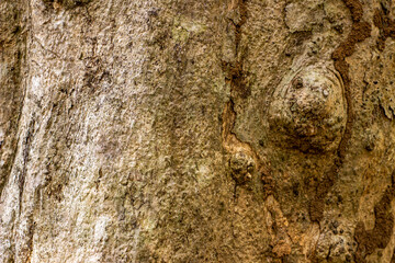 Old wooden texture background that has natural cracks