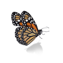 Fototapeta na wymiar Beautiful bright monarch butterfly on white background