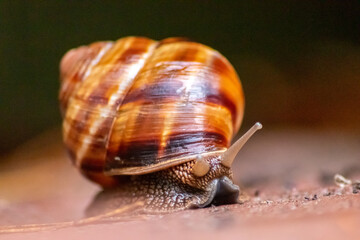 Big striped grapevine snail with a big shell in close-up and macro view shows interesting details of feelers, eyes, helix shell, skin and foot structure of large garden snail and delicious escargot