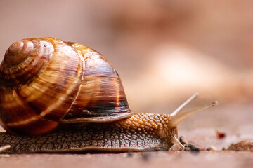 Big striped grapevine snail with a big shell in close-up and macro view shows interesting details of feelers, eyes, helix shell, skin and foot structure of large garden snail and delicious escargot