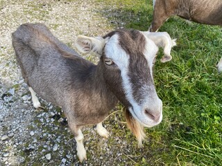 A brown and white goat, in a farm yard near, Halton Gill, Skipton, UK