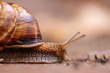 Big striped grapevine snail with a big shell in close-up and macro view shows interesting details of feelers, eyes, helix shell, skin and foot structure of large garden snail and delicious escargot