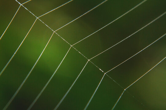 Macro shots spider web close-up image