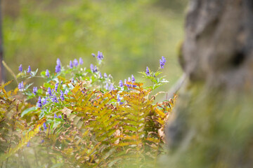 Mountain flower　
purple