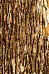Old wooden texture background that has natural cracks
