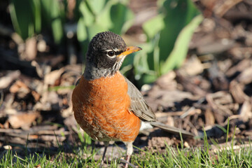 An American Robin in Wisconsin