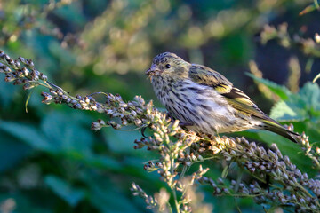 Eurasian Siskin