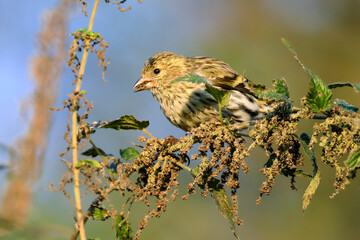 Eurasian Siskin