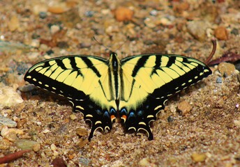butterfly on the ground