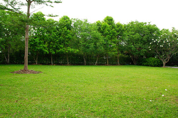 trees in the park and grass field