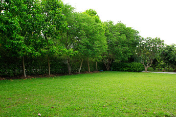 trees in the park and grass field