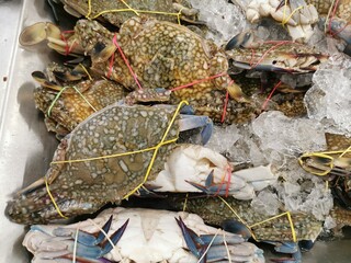 Frozen blue crab in a bucket