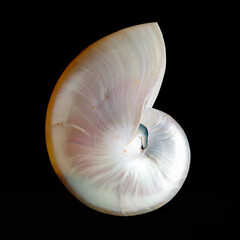 Nautilus Sea Shell