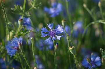 field of blue cornflowers
