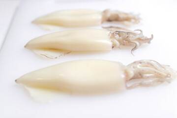 Three raw Splendid Squid isolated on white background. 