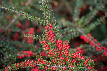 Zwergmispel mit roten Beeren