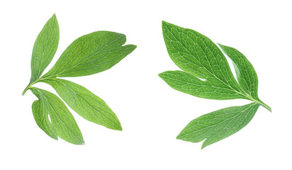 Fresh green peony leaves on white background