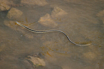 Garter Snake Crossing the River