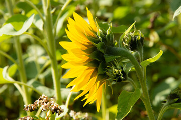 Sunflowers grown in Somerset, UK.  The bees were so happy and covered in pollen.