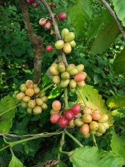 raw coffee beans on the tree