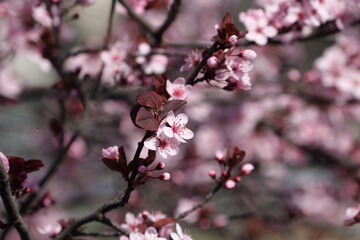 Fruit tree blossoms. Spring beginning background. Bokeh.