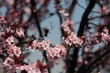 Fruit tree blossoms. Spring beginning background. Bokeh.