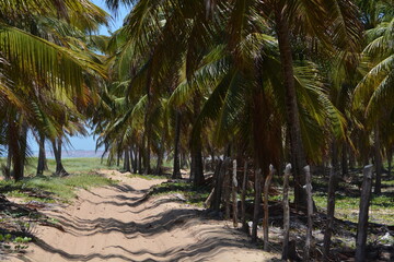 praia do gunga