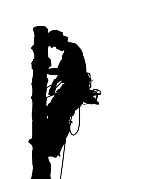recommend clip art: Tree Surgeon or Arborist wearing safety equipment and carrying a chainsaw is roped at the top of a tree.