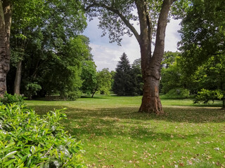 Obraz premium Beautiful landscape. The park. Trees and bushes. Green grass.