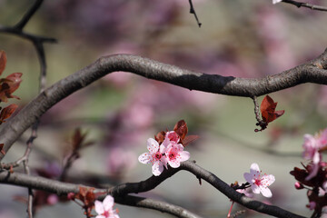 Fruit tree blossoms. Spring beginning background. Bokeh.