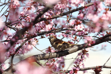 Fruit tree blossoms. Spring beginning background. Bokeh.