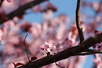 Fruit tree blossoms. Spring beginning background. Bokeh.