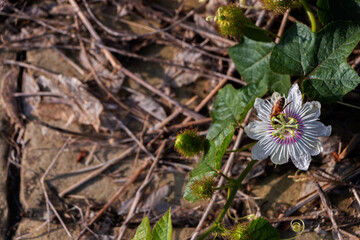 Passiflora incarnata is pollinated by insects.