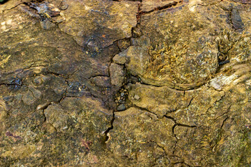 Old wooden texture background that has natural cracks