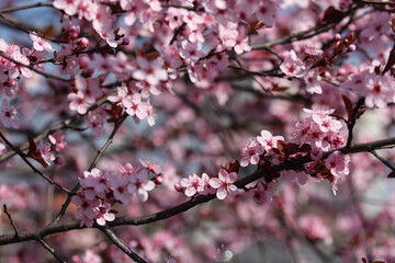 Fruit tree blossoms. Spring beginning background. Bokeh.