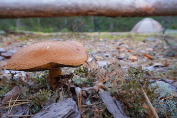 mushroom in the forest camp