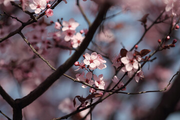 Fruit tree blossoms. Spring beginning background. Bokeh.