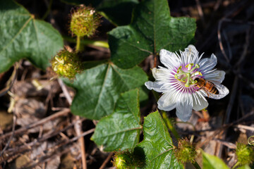 Passiflora incarnata is pollinated by insects.