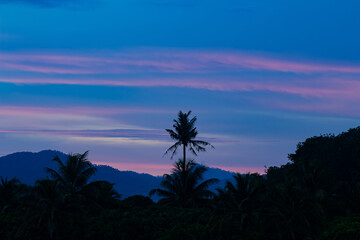coconut tree, Cocos nucifera in the evening at sunset.