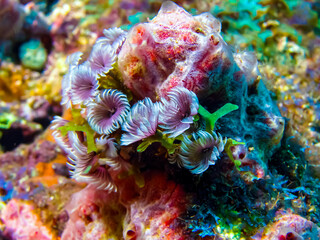 Social Feather Duster Worms (Bispiria brunnea) - Grenada, Surrounding a Tube Sponge