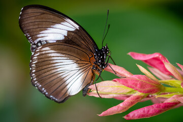 insect macro butterfly closeup wing nature flower green background wildlife