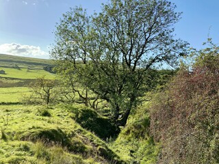 Trees next to a gulley in rough terrain, with fields, and moors beyond, on a sunny day in, Halton Gill, Skipton, UK