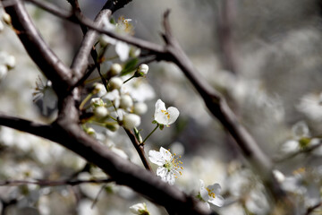 Fruit tree blossoms. Spring beginning background. Bokeh.