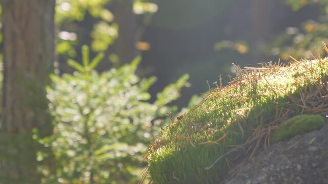 The tiny green cowberry plants on the ground in Espoo Finland
