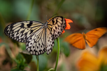 insect macro butterfly closeup wing nature flower green background wildlife