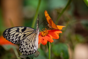 Fototapeta premium insect macro butterfly closeup wing nature flower green background wildlife