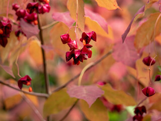 Closeup of splitting red berries of the garden shrub Euonymus maximowiczianus in autumn