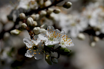 Fruit tree blossoms. Spring beginning background. Bokeh.