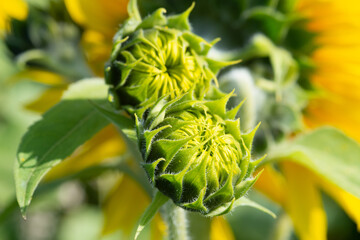 Sunflower buds