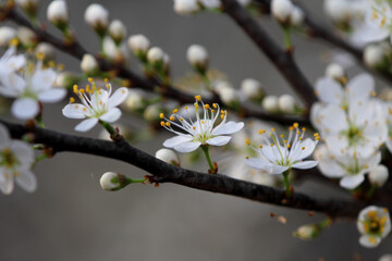 Fruit tree blossoms. Spring beginning background. Bokeh.